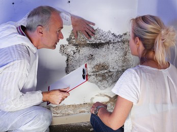 Mold Inspector looking for Mold