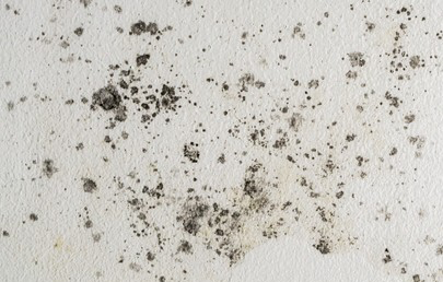 Mold on Wall