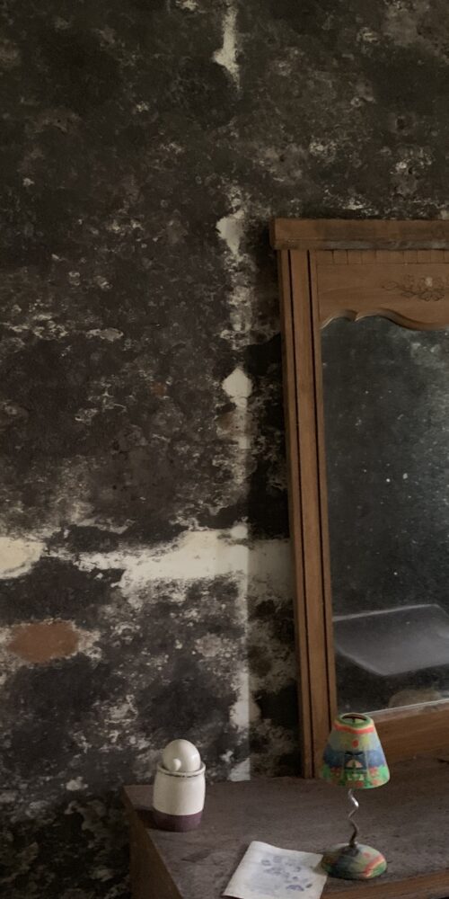 Best commercial mold remediation services FL