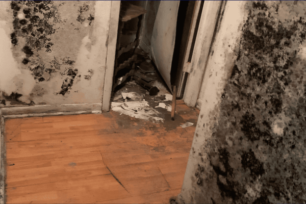 Commercial property mold remediation FL