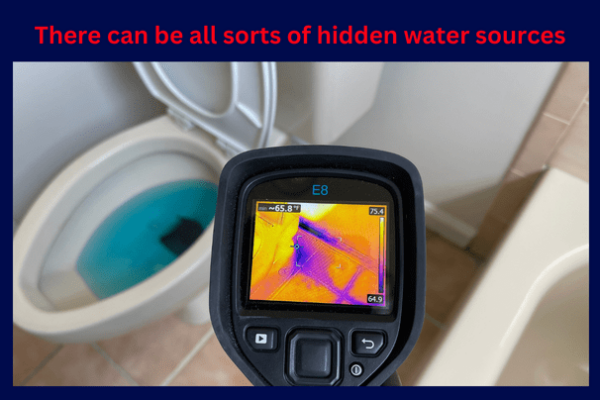 Florida property mold removal