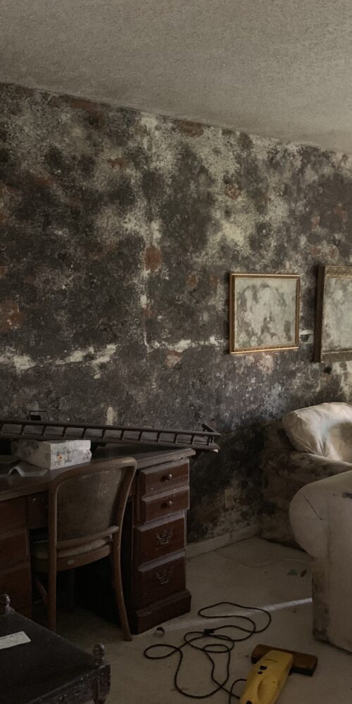 Commercial building mold remediation services FL