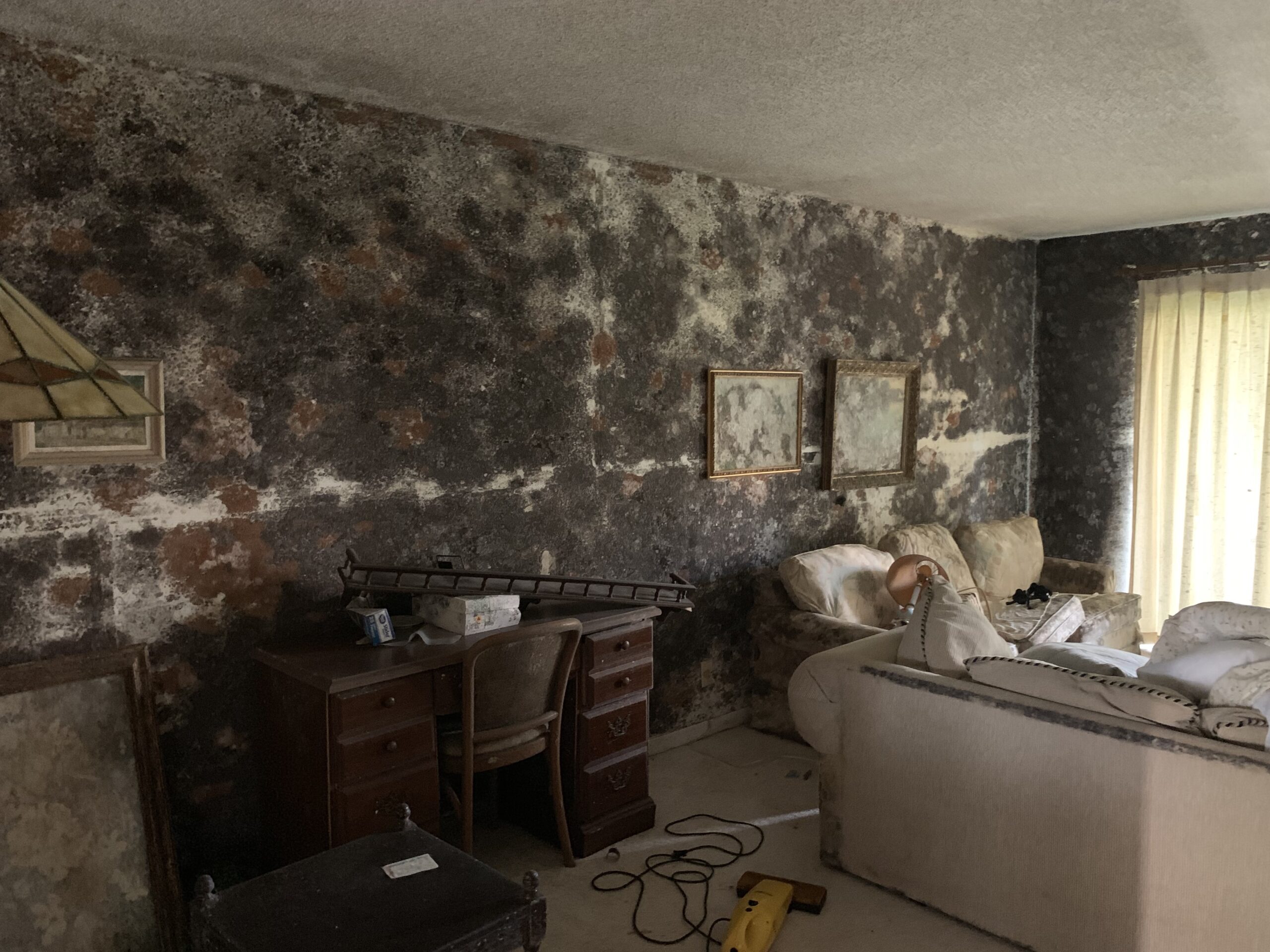 Commercial building mold remediation services FL