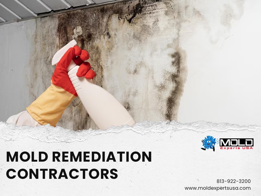 Top 10 Tips to Prevent Mold Growth in Clearwater Homes
