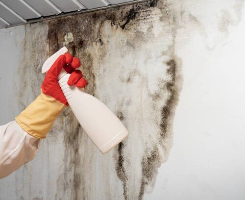 Black mold from roof leak