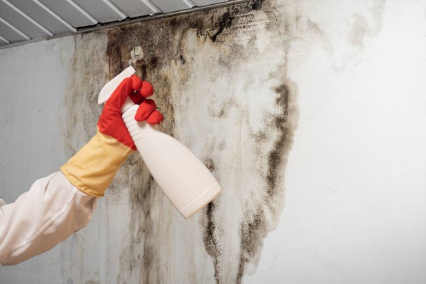 Health Hazards of Black Mold in Restaurant Kitchens