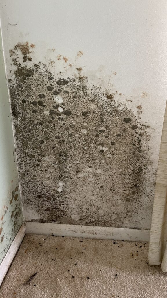 Mold In St. Petersburg Fl
