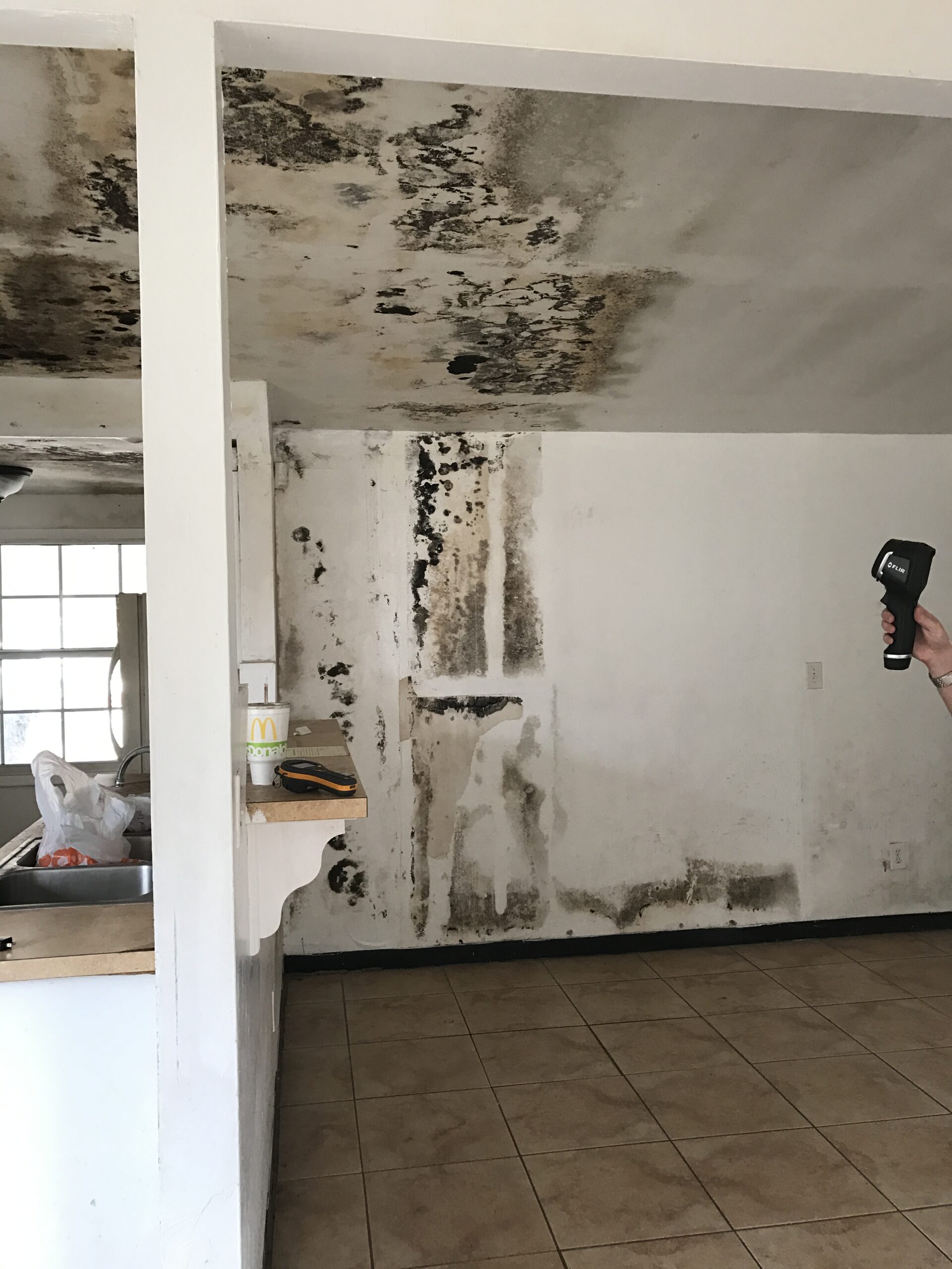 Moldy Home in Tarpon Springs Fl