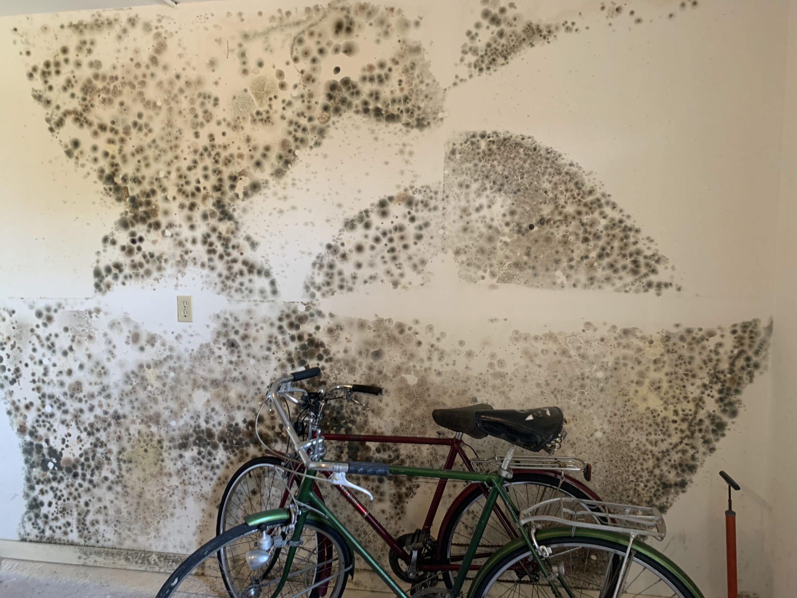 Mold on a Wall in Tarpon Springs Florida