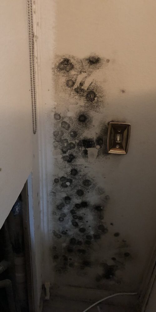 Mold Releasing Mycotoxins