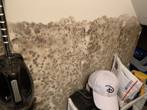 Mold and Real Estate: What Buyers and Sellers Need to Know Mold and Real Estate: What Buyers and Sellers Need to Know