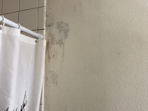 Mold on Your Shower Curtain: What It Means and How to Handle It Mold on Your Shower Curtain: What It Means and How to Handle It