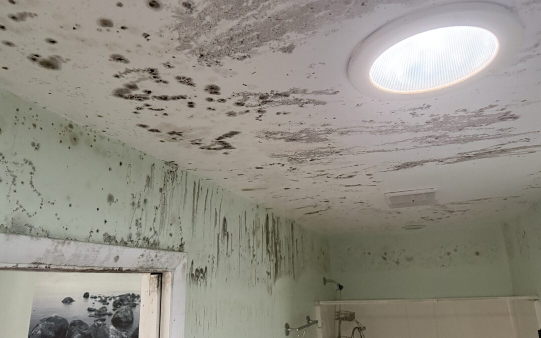 Is Mold Experts USA Licensed and Insured for Mold Remediation?