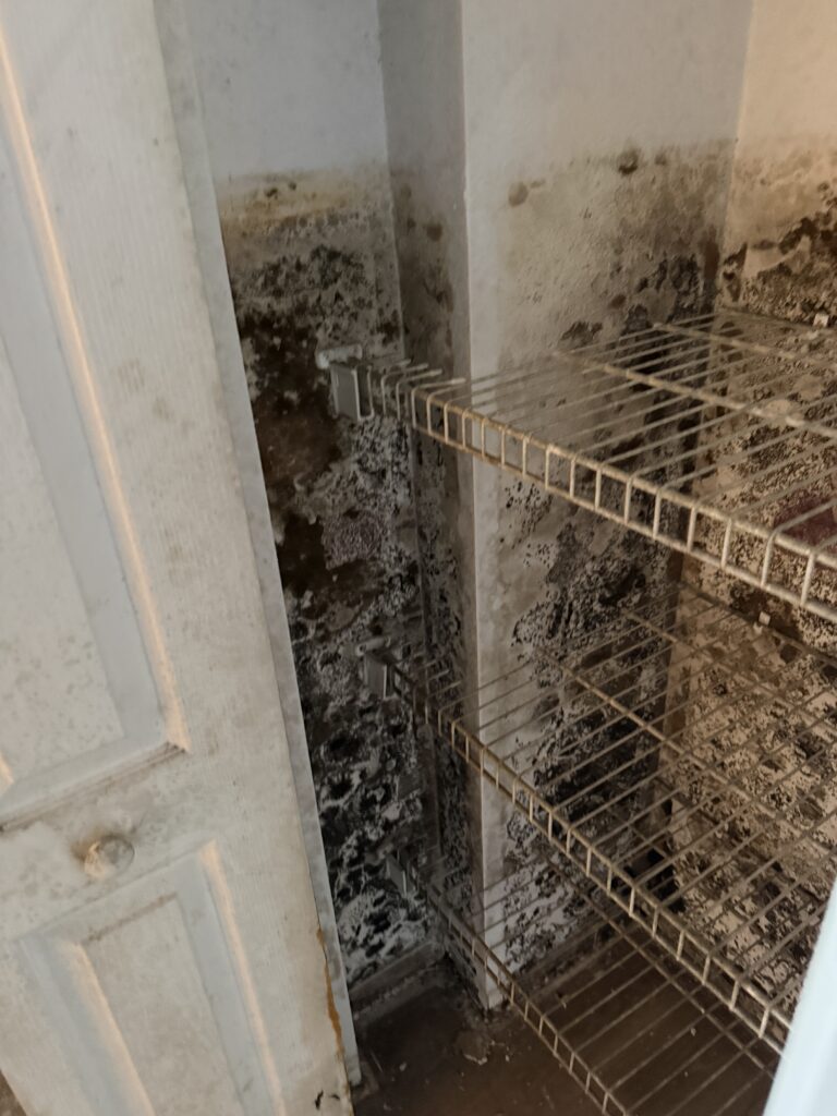 Mold Remediation