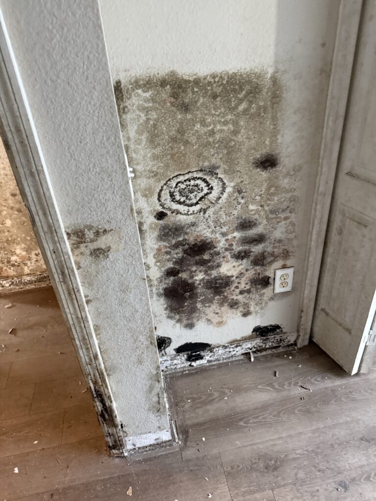 20251223_201307370_iOS Mold Remediation