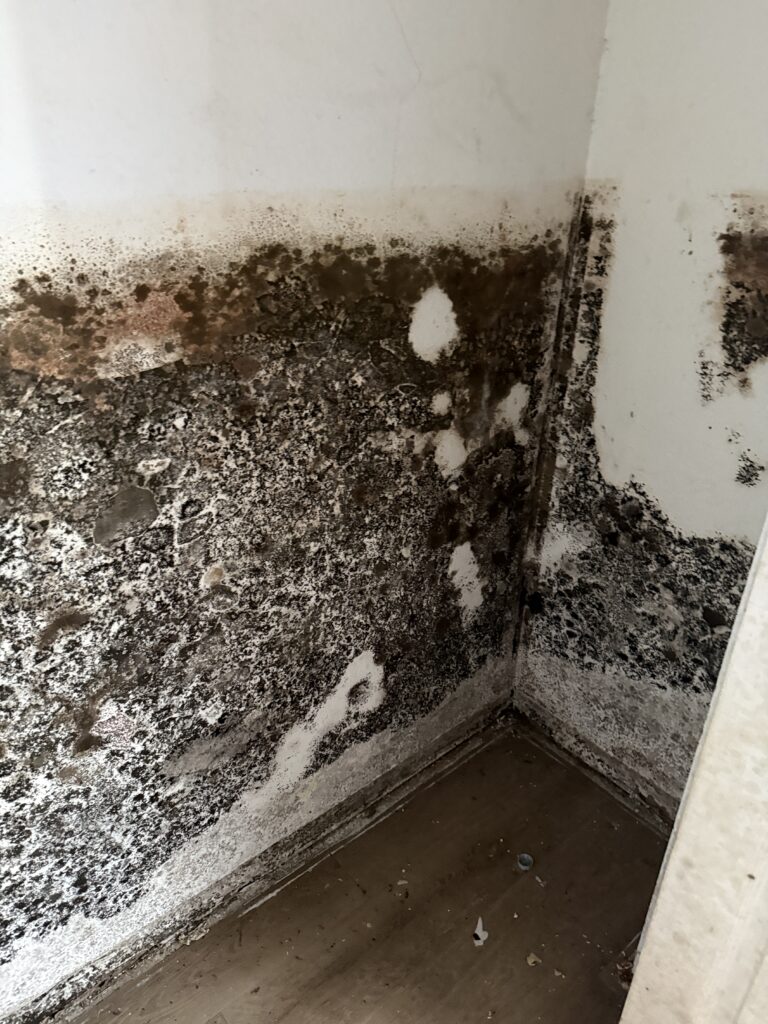 20251223_201312436_iOS Mold Remediation, Black Mold