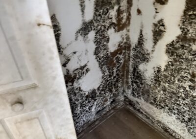 Mold Remediation