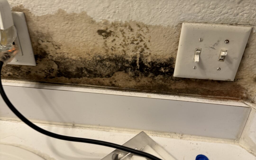 Bipolaris / Dreschlera