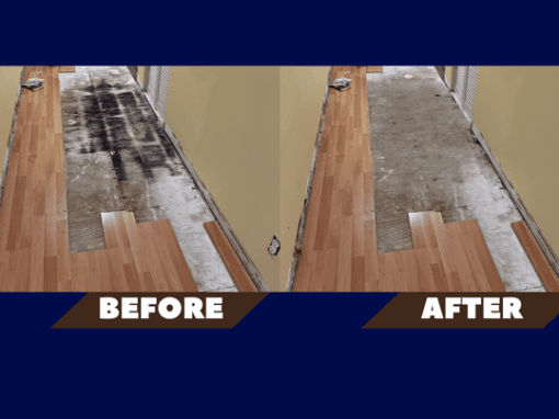 Mold Remediation In Clearwater Florida | Expert Tips for a Mold-Free Home Mold Remediation In Clearwater Florida | Expert Tips for a Mold-Free Home