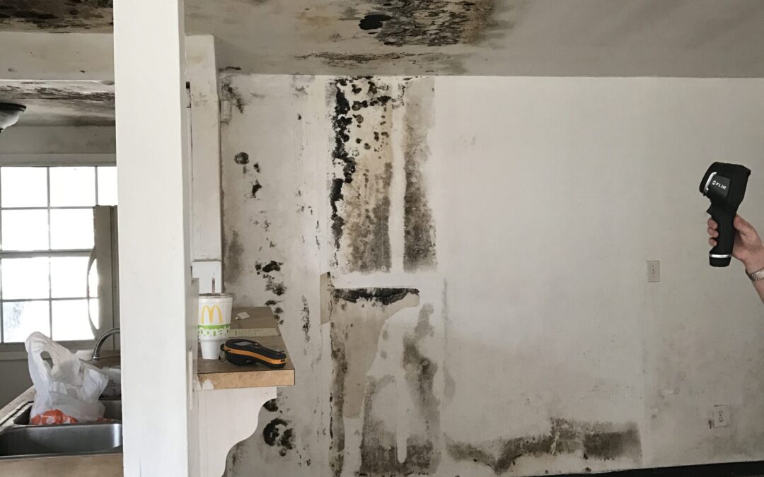 Can You Use Bleach to Kill Mold?