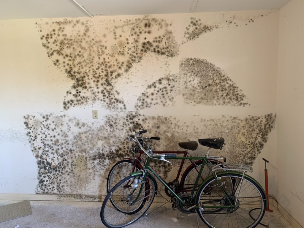 Palm Harbor FL Mold Experts Mold Remediation