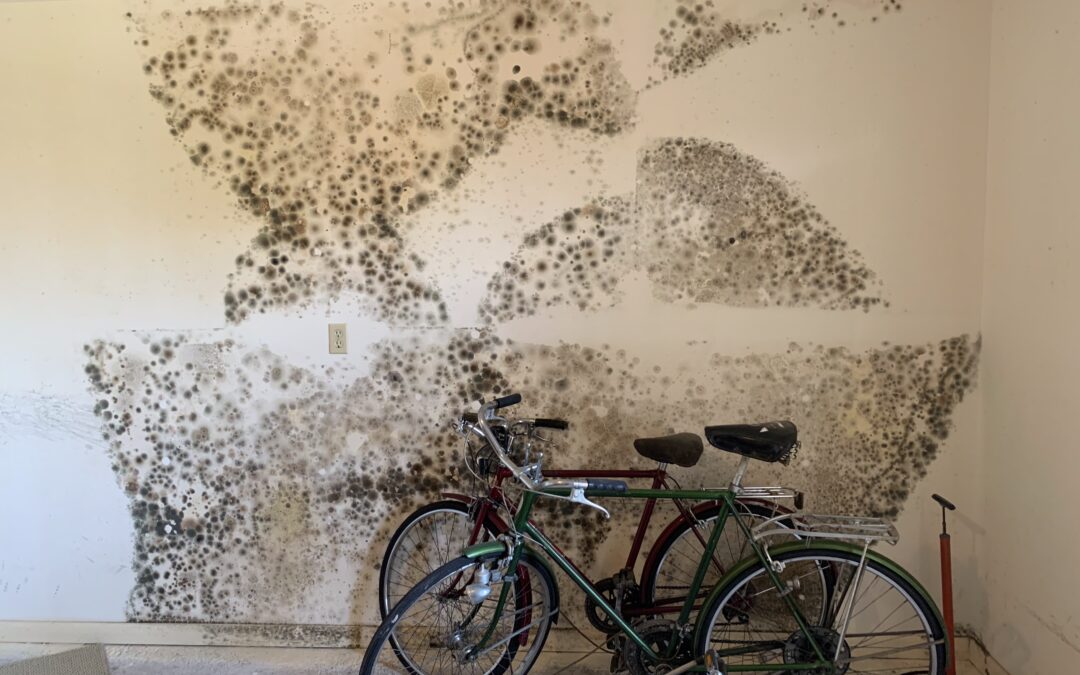 Mold Remediation