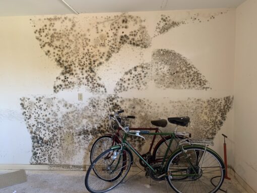 Feeling Sick In Your Home?| How Mold Sickness and Mold Poisoning Affect Your Health Feeling Sick In Your Home?| How Mold Sickness and Mold Poisoning Affect Your Health