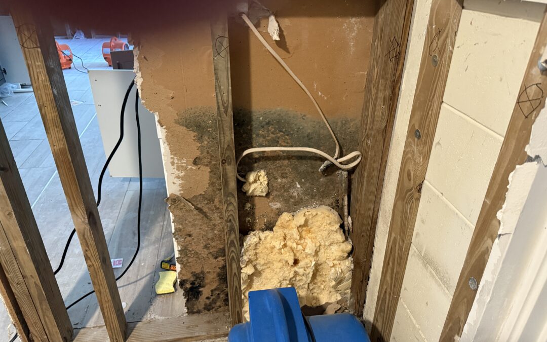 Penicillium / Aspergillus