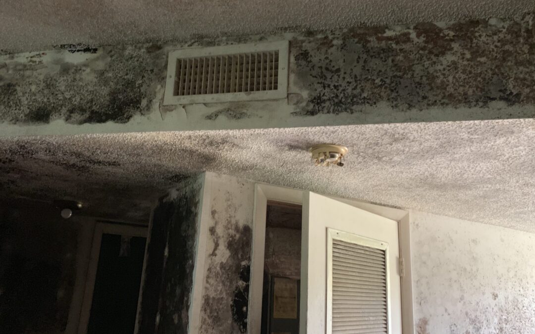 Is it safe for animals?