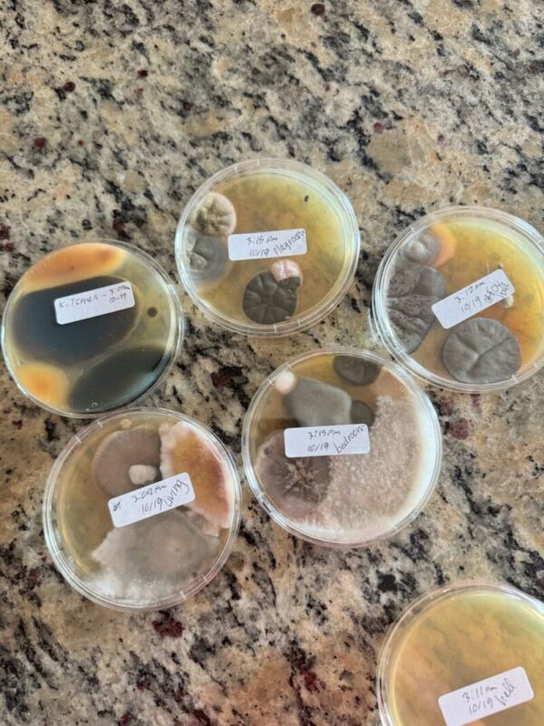 Can I Do Mold Testing Myself? Can I Do Mold Testing Myself?