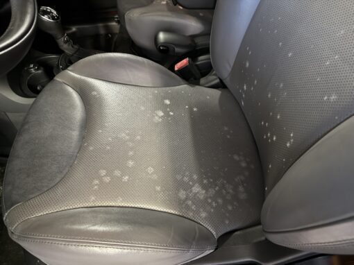 Mold In Cars: Common Causes, Signs of Car Mold, and Prevention Tips